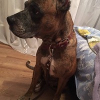 Найдена собака, порода стаффордширский терьер, окрас коричневый