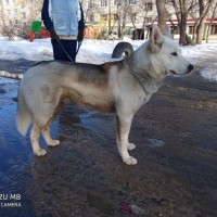 Найден пёс, окрас бело-серый