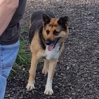 Потеряно:  собака собака