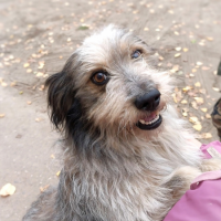 Отдам в добрые руки:  песик