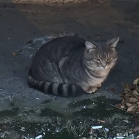 Найден кот, окрас серый, белая грудка