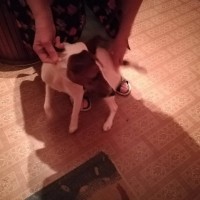 Найдена собака, окрас бело-коричневый