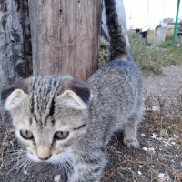 В добрые руки, котята