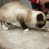 Найдена кошка, окрас сиамский