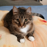 Потеряно:  кот кот