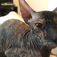 Найдена кошка, порода сфинкс, окрас темный