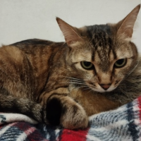 Потеряно:  кошка фру - фру