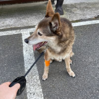 Потеряно:  собака