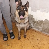 Найдена собака, порода немецкая овчарка
