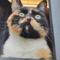 Потеряно:  кошка