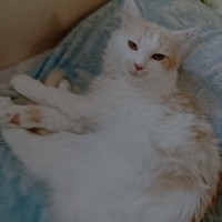 Пропал кот Мурзик Мурзя