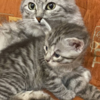 Потеряно:  кошка