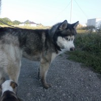 Найден пес, порода хаски, окрас черно-серый