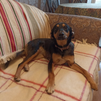 Отдам в добрые руки:  девочка