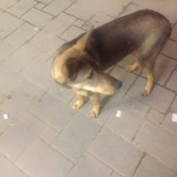 Найдена собака, окрас коричнево-бежевый