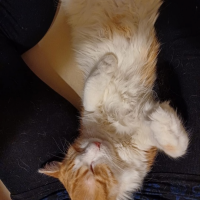 Потеряно:  кот кот