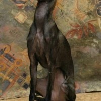 Найдена собака, окрас темно-серый, порода левретка