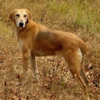 Потерялась собака, порода русская гончая выжловка, окрас чепрачный