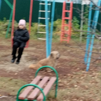 Найдено:  собака