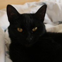 Пропала кошка, окрас чёрный с белым пятнышком на шее