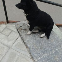 Найден пес, окрас черный с белыми лапами