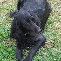 Пропала собака, порода русский гончий спаниель, окрас черный
