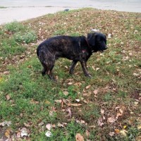 Найдена собака, окрас черный с коричневыми пятнами