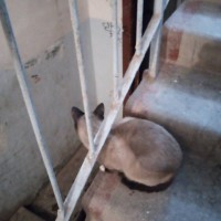 Найден кот, окрас сиамский