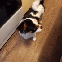 Потеряно:  собака собака