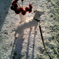 Пропала собака, порода джек-рассел-терьер, окрас белый с рыжими пятнами
