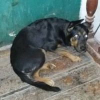 Найден щенок, окрас черно-коричневый
