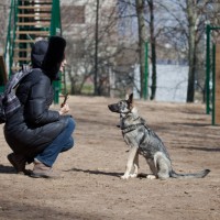 В добрые руки, собака, окрас серо-белый