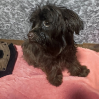 Потеряно:  собака