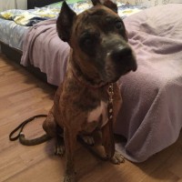 Найдена собака, порода стаффордширский терьер