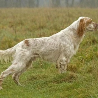 Отдам в добрые руки:  собака собака