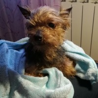 Найден пес, порода йоркширский терьер, окрас коричневый