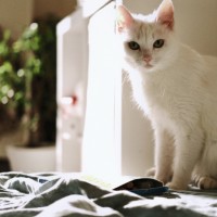 Потерялась кошка, окрас белый