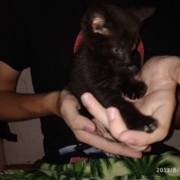 В добрые руки, котята, окрас черный