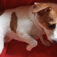 Найдено:  пес собака