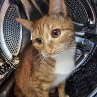 Потеряно:  кошка