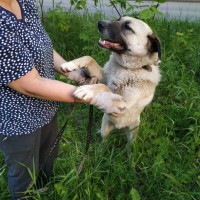 В добрые руки пес цвет белый