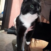 Найден кот (кошка), окрас черный, белая грудка