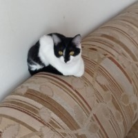 Пропала кошка Буся, 9 месяцев, Томск(сосновый бор)