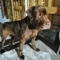 Найден пёс, порода лабрадор, окрас коричневый