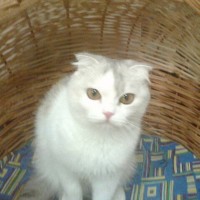 Пропала кошка, окрас белый с коричнево-серыми пятнами