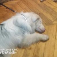 Потеряно:  собака собака