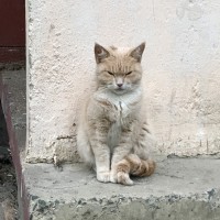 Найдена кошка, окрас персиково-белый