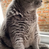 Пропал крупный кот Британец