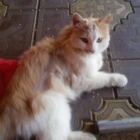 Найден кот, окрас бело-рыжий