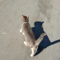 Найдена кошка, окрас серо-белый